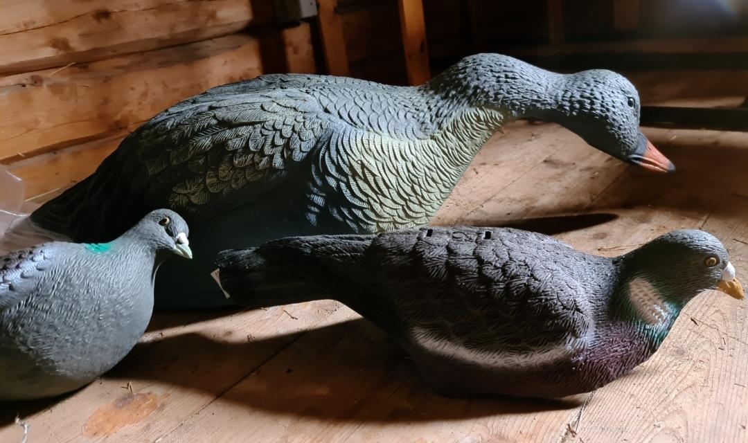 Lokkefugl